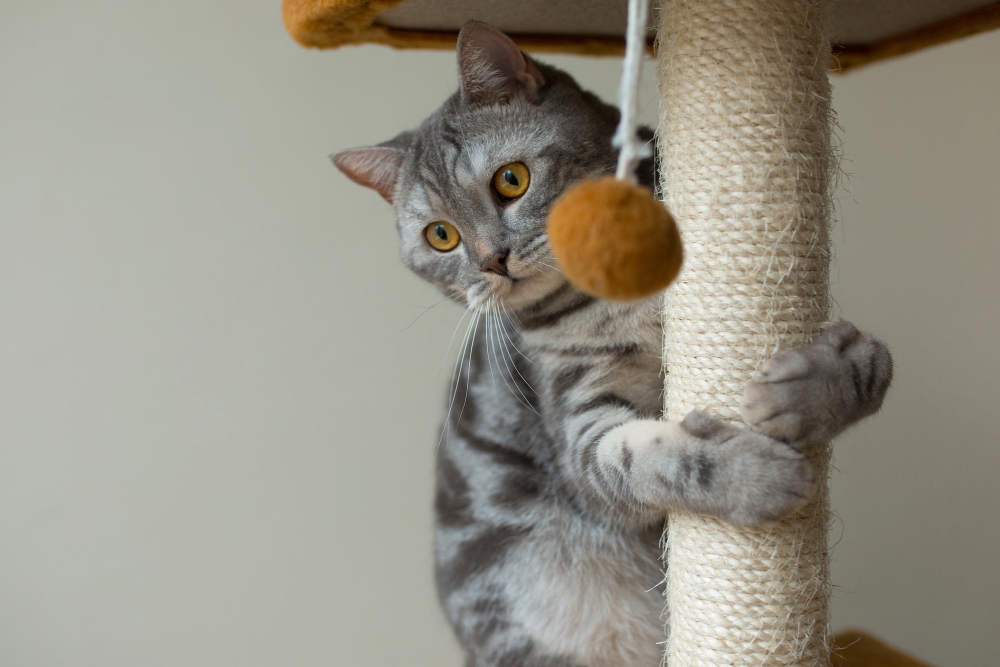 cute-scottish-straight-gray-cat-hunting-playing